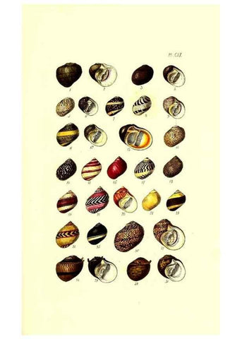 Reproducción/Reproduction 49491414998: Thesaurus conchyliorum, or, Monographs of genera of shells. London :Sowerby ...,1847-1887.. 