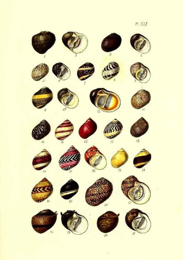 Reproducción/Reproduction 49491414998: Thesaurus conchyliorum, or, Monographs of genera of shells. London :Sowerby ...,1847-1887.. 