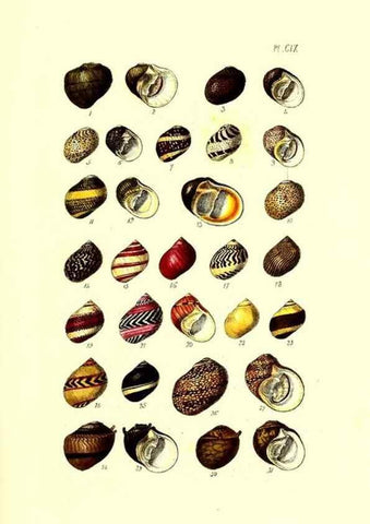Reproducción/Reproduction 49491414998: Thesaurus conchyliorum, or, Monographs of genera of shells. London :Sowerby ...,1847-1887.. 