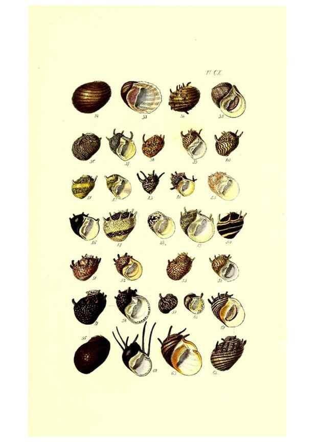 Reproducción/Reproduction 49492126307: Thesaurus conchyliorum, or, Monographs of genera of shells. London :Sowerby ...,1847-1887.. 