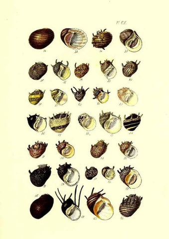 Reproducción/Reproduction 49492126307: Thesaurus conchyliorum, or, Monographs of genera of shells. London :Sowerby ...,1847-1887.. 