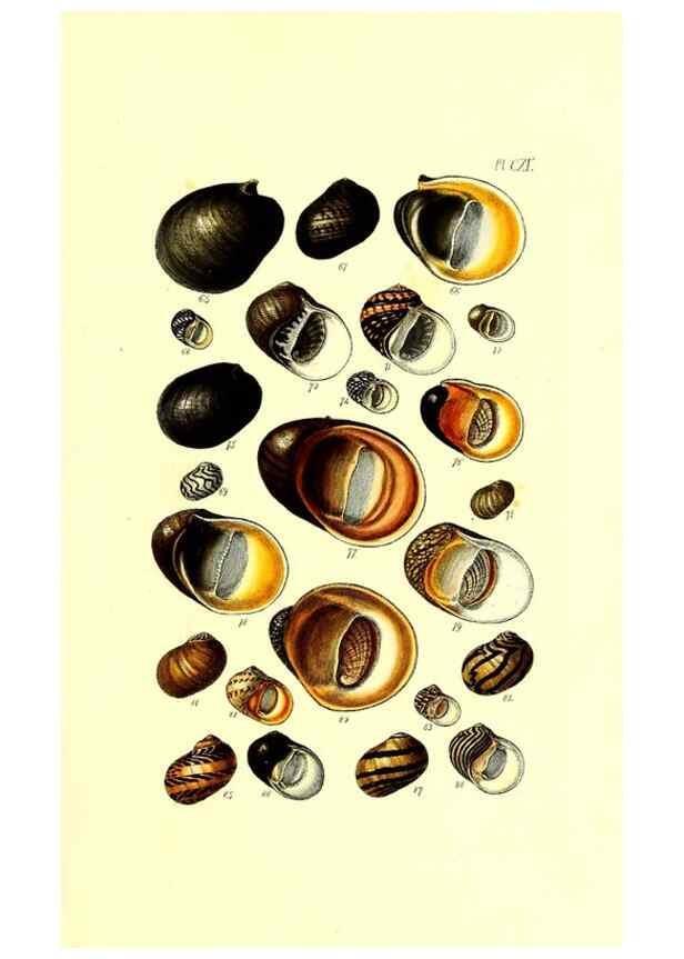 Reproducción/Reproduction 49491916621: Thesaurus conchyliorum, or, Monographs of genera of shells. London :Sowerby ...,1847-1887.. 