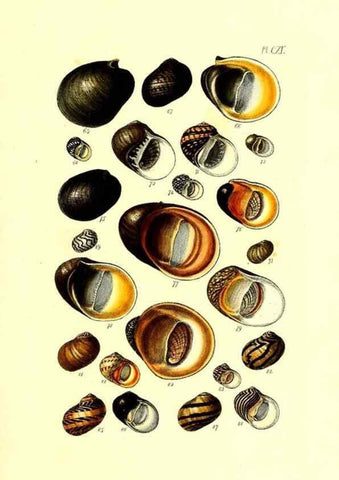 Reproducción/Reproduction 49491916621: Thesaurus conchyliorum, or, Monographs of genera of shells. London :Sowerby ...,1847-1887.. 