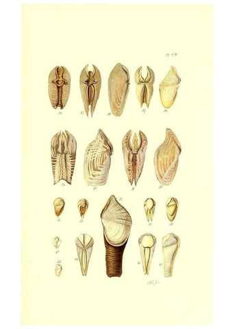 Reproducción/Reproduction 49492125097: Thesaurus conchyliorum, or, Monographs of genera of shells. London :Sowerby ...,1847-1887.. 