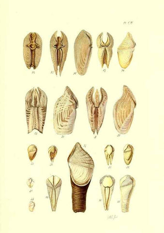Reproducción/Reproduction 49492125097: Thesaurus conchyliorum, or, Monographs of genera of shells. London :Sowerby ...,1847-1887.. 
