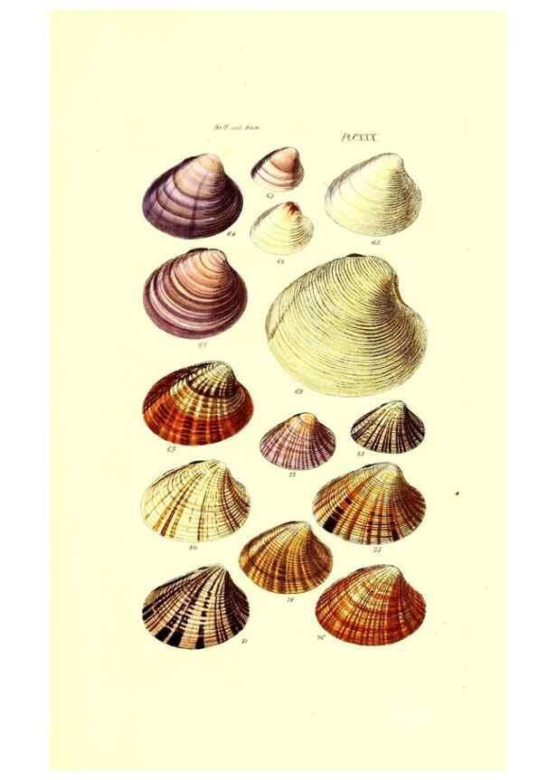 Reproducción/Reproduction 49491920751: Thesaurus conchyliorum, or, Monographs of genera of shells. London :Sowerby ...,1847-1887.. 
