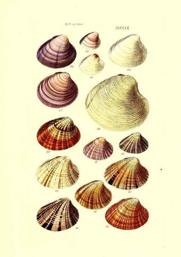 Reproducción/Reproduction 49491920751: Thesaurus conchyliorum, or, Monographs of genera of shells. London :Sowerby ...,1847-1887.. 