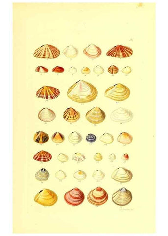 Reproducción/Reproduction 49491343843: Thesaurus conchyliorum, or, Monographs of genera of shells. London :Sowerby ...,1847-1887.. 