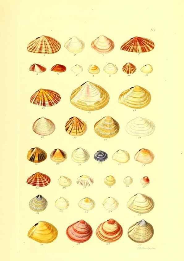 Reproducción/Reproduction 49491343843: Thesaurus conchyliorum, or, Monographs of genera of shells. London :Sowerby ...,1847-1887.. 