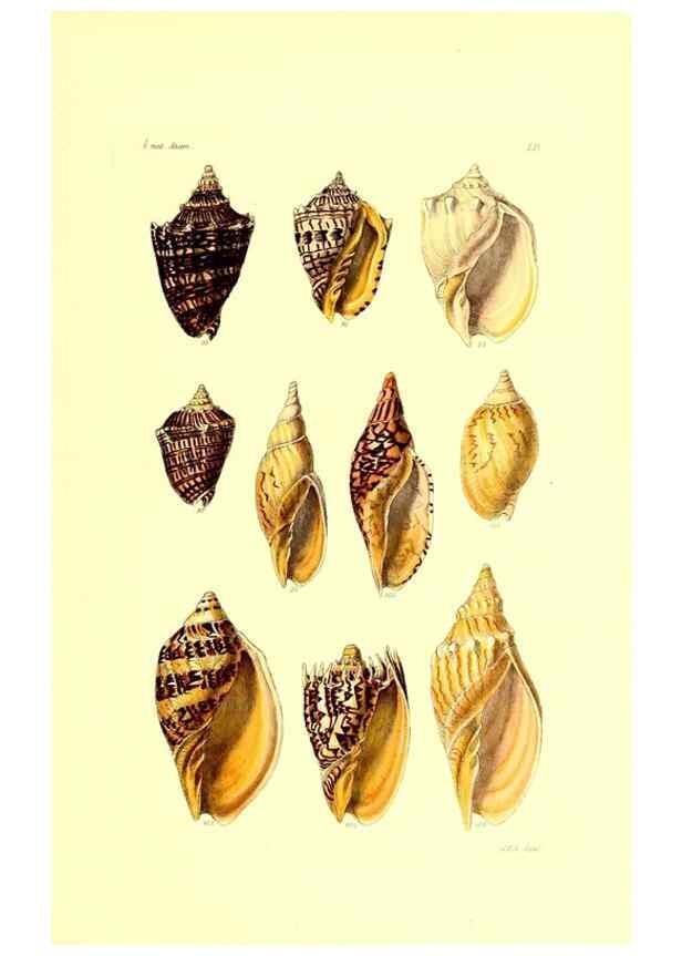 Reproducción/Reproduction 49491844701: Thesaurus conchyliorum, or, Monographs of genera of shells. London :Sowerby ...,1847-1887.. 
