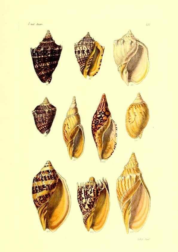 Reproducción/Reproduction 49491844701: Thesaurus conchyliorum, or, Monographs of genera of shells. London :Sowerby ...,1847-1887.. 