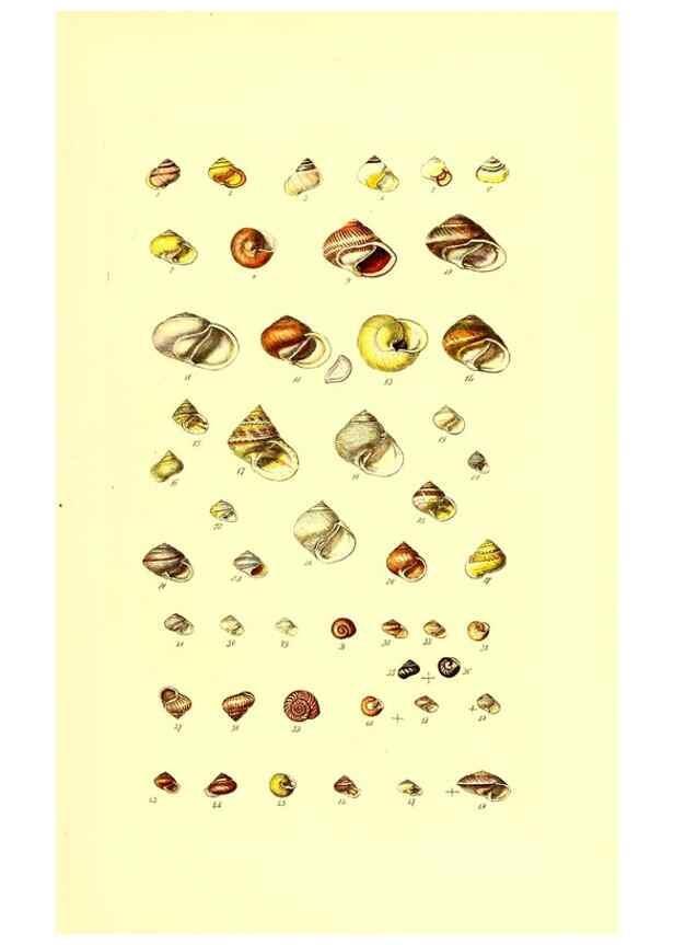 Reproducción/Reproduction 49491829086: Thesaurus conchyliorum, or, Monographs of genera of shells. London :Sowerby ...,1847-1887.. 