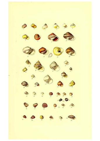 Reproducción/Reproduction 49491829086: Thesaurus conchyliorum, or, Monographs of genera of shells. London :Sowerby ...,1847-1887.. 
