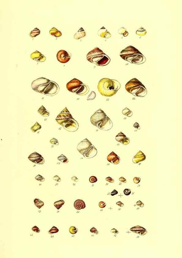 Reproducción/Reproduction 49491829086: Thesaurus conchyliorum, or, Monographs of genera of shells. London :Sowerby ...,1847-1887.. 