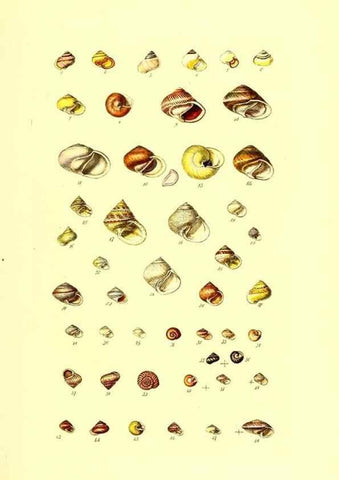 Reproducción/Reproduction 49491829086: Thesaurus conchyliorum, or, Monographs of genera of shells. London :Sowerby ...,1847-1887.. 