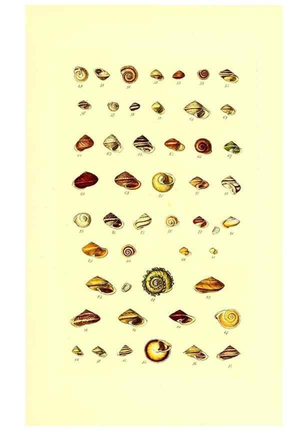 Reproducción/Reproduction 49491328183: Thesaurus conchyliorum, or, Monographs of genera of shells. London :Sowerby ...,1847-1887.. 