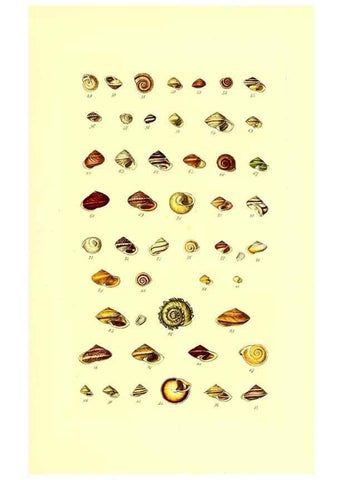 Reproducción/Reproduction 49491328183: Thesaurus conchyliorum, or, Monographs of genera of shells. London :Sowerby ...,1847-1887.. 
