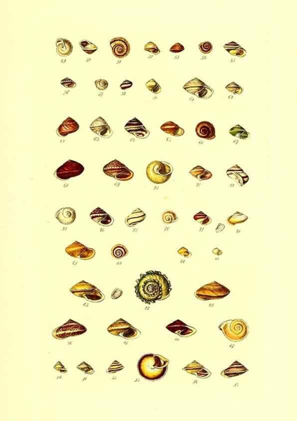 Reproducción/Reproduction 49491328183: Thesaurus conchyliorum, or, Monographs of genera of shells. London :Sowerby ...,1847-1887.. 