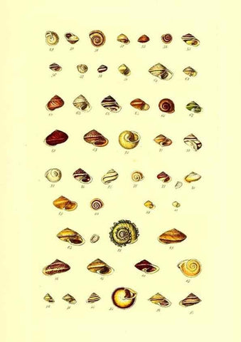 Reproducción/Reproduction 49491328183: Thesaurus conchyliorum, or, Monographs of genera of shells. London :Sowerby ...,1847-1887.. 