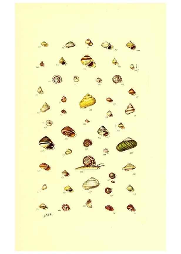 Reproducción/Reproduction 49491829781: Thesaurus conchyliorum, or, Monographs of genera of shells. London :Sowerby ...,1847-1887.. 