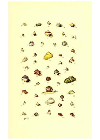 Reproducción/Reproduction 49491829781: Thesaurus conchyliorum, or, Monographs of genera of shells. London :Sowerby ...,1847-1887.. 