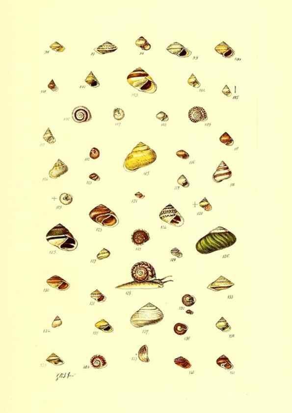 Reproducción/Reproduction 49491829781: Thesaurus conchyliorum, or, Monographs of genera of shells. London :Sowerby ...,1847-1887.. 