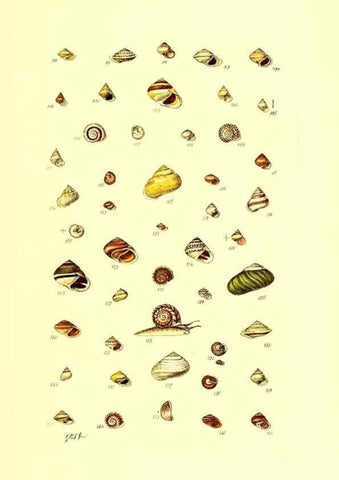Reproducción/Reproduction 49491829781: Thesaurus conchyliorum, or, Monographs of genera of shells. London :Sowerby ...,1847-1887.. 