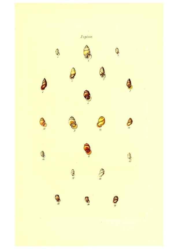 Reproducción/Reproduction 49491830026: Thesaurus conchyliorum, or, Monographs of genera of shells. London :Sowerby ...,1847-1887.. 