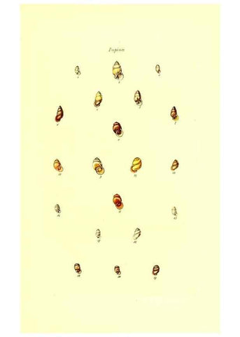 Reproducción/Reproduction 49491830026: Thesaurus conchyliorum, or, Monographs of genera of shells. London :Sowerby ...,1847-1887.. 