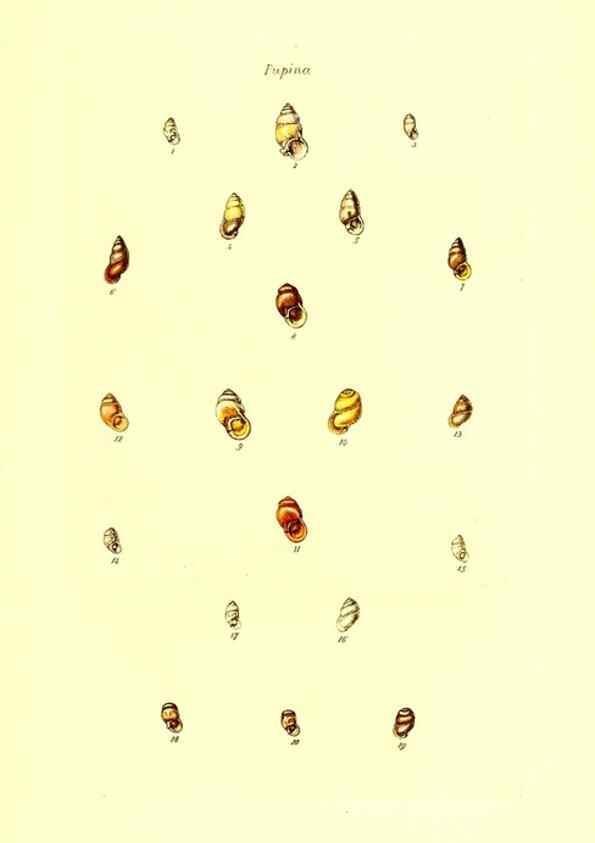 Reproducción/Reproduction 49491830026: Thesaurus conchyliorum, or, Monographs of genera of shells. London :Sowerby ...,1847-1887.. 