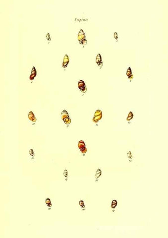 Reproducción/Reproduction 49491830026: Thesaurus conchyliorum, or, Monographs of genera of shells. London :Sowerby ...,1847-1887.. 