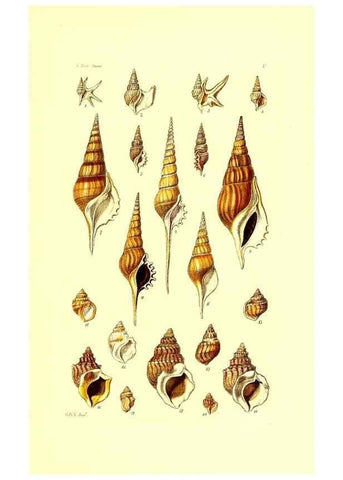 Reproducción/Reproduction 49491328878: Thesaurus conchyliorum, or, Monographs of genera of shells. London :Sowerby ...,1847-1887.. 