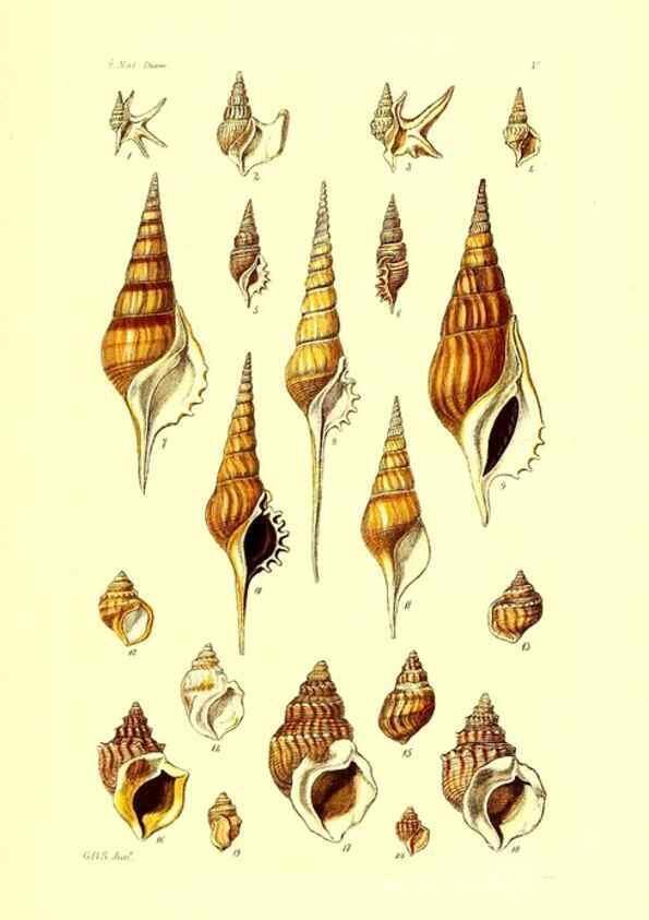 Reproducción/Reproduction 49491328878: Thesaurus conchyliorum, or, Monographs of genera of shells. London :Sowerby ...,1847-1887.. 