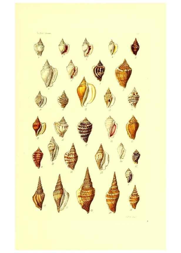Reproducción/Reproduction 49491329138: Thesaurus conchyliorum, or, Monographs of genera of shells. London :Sowerby ...,1847-1887.. 