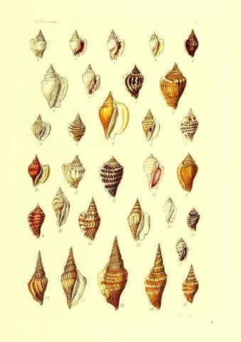 Reproducción/Reproduction 49491329138: Thesaurus conchyliorum, or, Monographs of genera of shells. London :Sowerby ...,1847-1887.. 