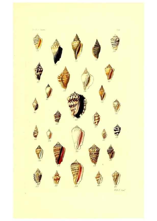 Reproducción/Reproduction 49491830841: Thesaurus conchyliorum, or, Monographs of genera of shells. London :Sowerby ...,1847-1887.. 