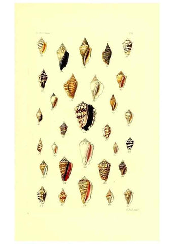 Reproducción/Reproduction 49491830841: Thesaurus conchyliorum, or, Monographs of genera of shells. London :Sowerby ...,1847-1887.. 