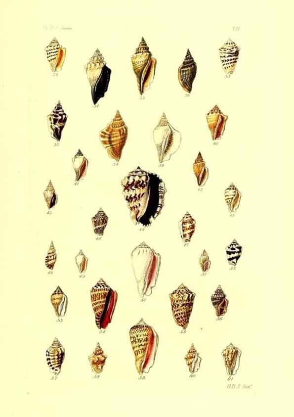 Reproducción/Reproduction 49491830841: Thesaurus conchyliorum, or, Monographs of genera of shells. London :Sowerby ...,1847-1887.. 