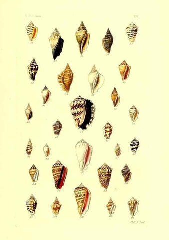 Reproducción/Reproduction 49491830841: Thesaurus conchyliorum, or, Monographs of genera of shells. London :Sowerby ...,1847-1887.. 