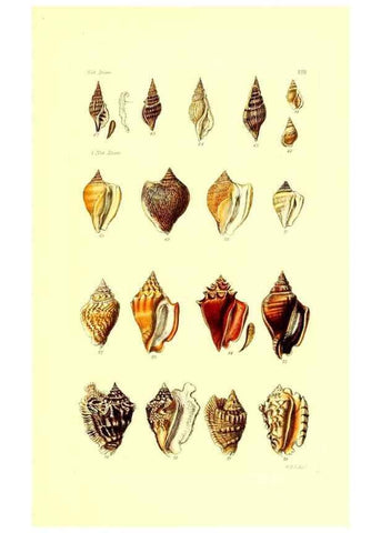 Reproducción/Reproduction 49491831286: Thesaurus conchyliorum, or, Monographs of genera of shells. London :Sowerby ...,1847-1887.. 