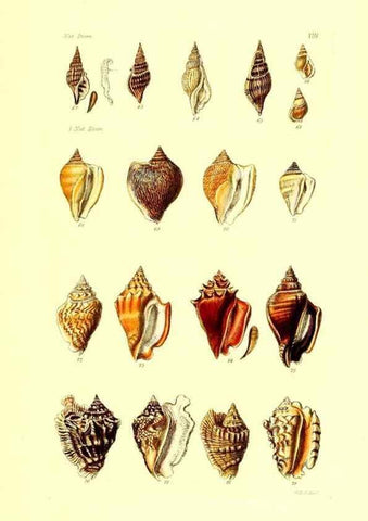 Reproducción/Reproduction 49491831286: Thesaurus conchyliorum, or, Monographs of genera of shells. London :Sowerby ...,1847-1887.. 