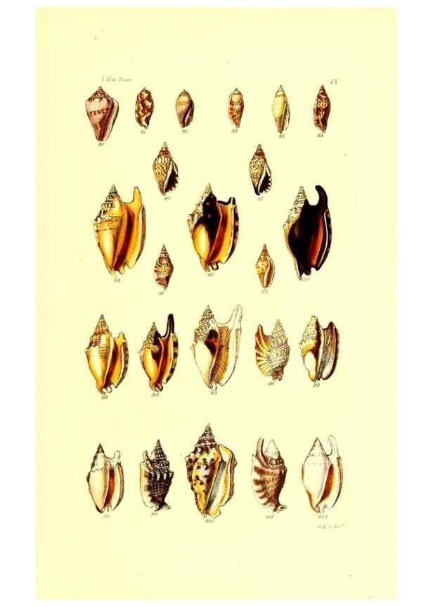 Reproducción/Reproduction 49491831726: Thesaurus conchyliorum, or, Monographs of genera of shells. London :Sowerby ...,1847-1887.. 
