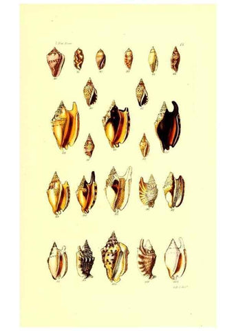 Reproducción/Reproduction 49491831726: Thesaurus conchyliorum, or, Monographs of genera of shells. London :Sowerby ...,1847-1887.. 