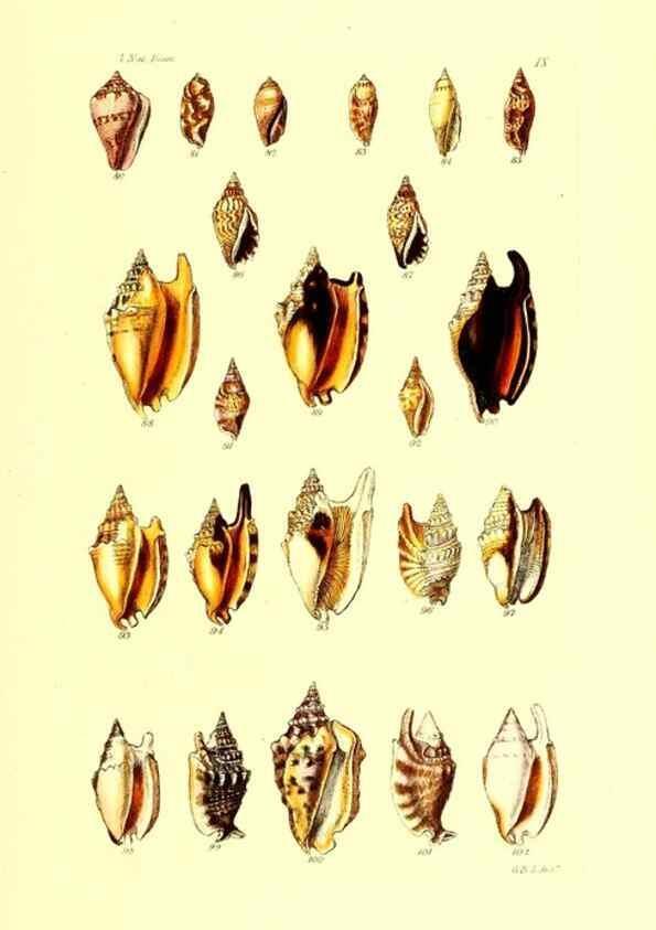 Reproducción/Reproduction 49491831726: Thesaurus conchyliorum, or, Monographs of genera of shells. London :Sowerby ...,1847-1887.. 