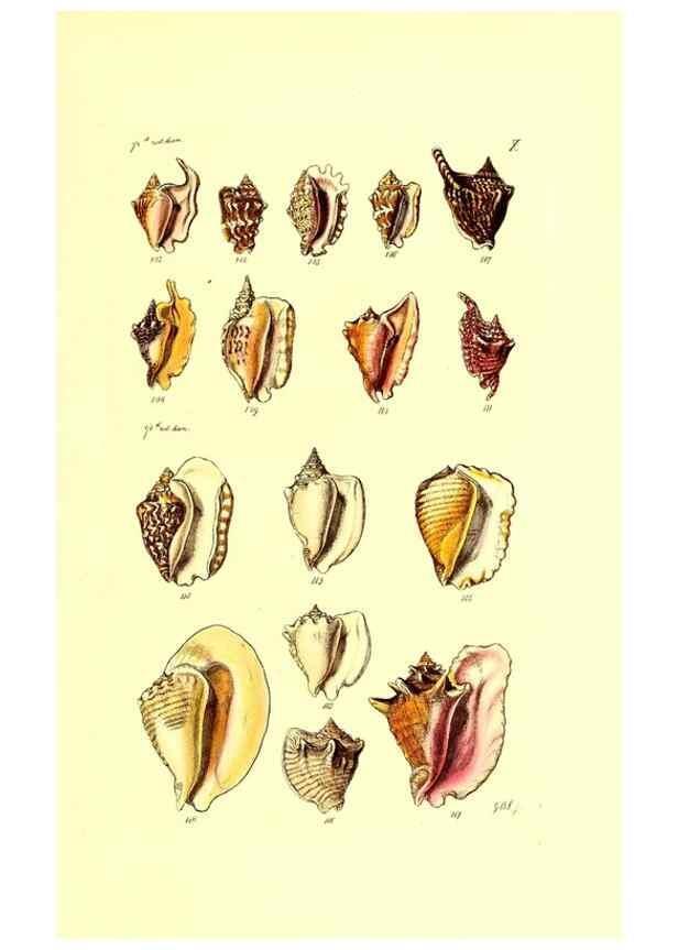 Reproducción/Reproduction 49491330778: Thesaurus conchyliorum, or, Monographs of genera of shells. London :Sowerby ...,1847-1887.. 