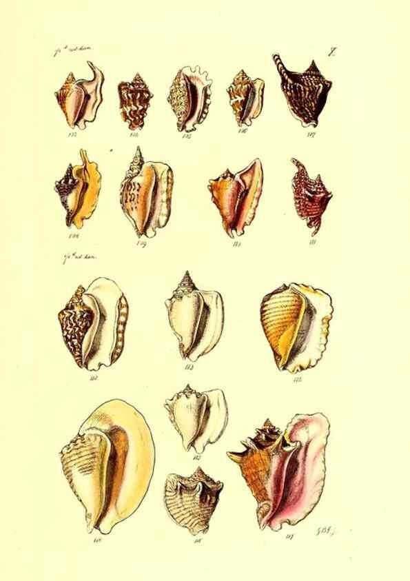 Reproducción/Reproduction 49491330778: Thesaurus conchyliorum, or, Monographs of genera of shells. London :Sowerby ...,1847-1887.. 