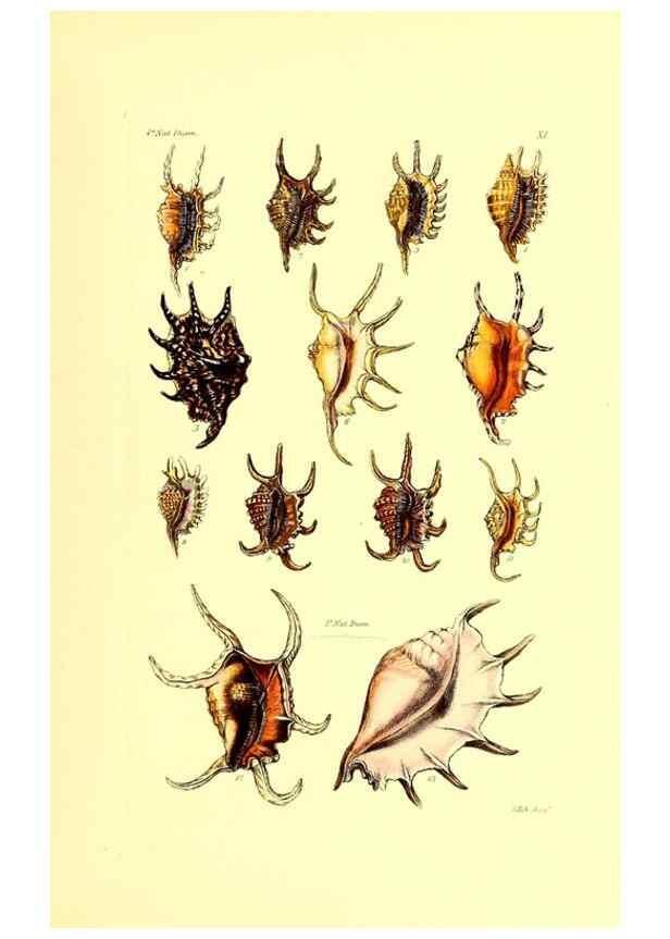 Reproducción/Reproduction 49492042557: Thesaurus conchyliorum, or, Monographs of genera of shells. London :Sowerby ...,1847-1887.. 