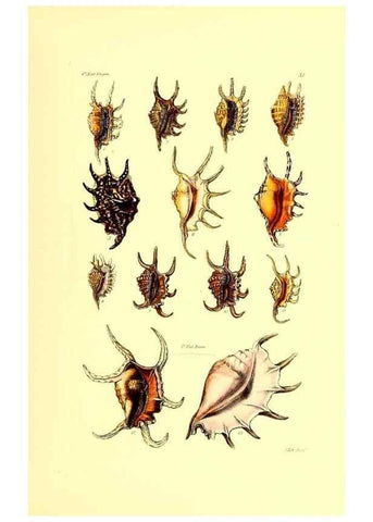 Reproducción/Reproduction 49492042557: Thesaurus conchyliorum, or, Monographs of genera of shells. London :Sowerby ...,1847-1887.. 