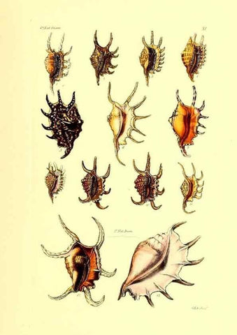 Reproducción/Reproduction 49492042557: Thesaurus conchyliorum, or, Monographs of genera of shells. London :Sowerby ...,1847-1887.. 