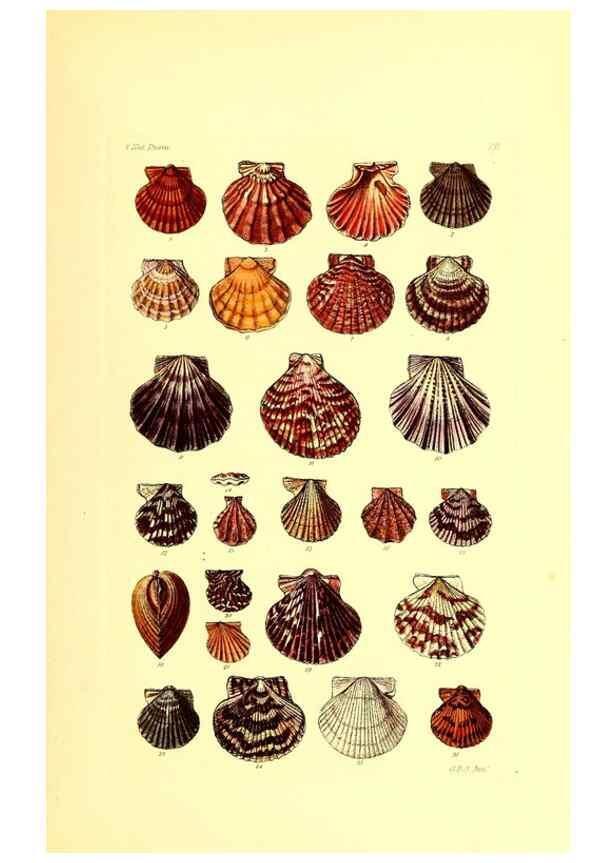 Reproducción/Reproduction 49492042887: Thesaurus conchyliorum, or, Monographs of genera of shells. London :Sowerby ...,1847-1887.. 